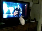 une chatte,fan de Gad el Maleh et jamel