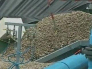 Miles de peces muertos por la ceniza del Puyehue