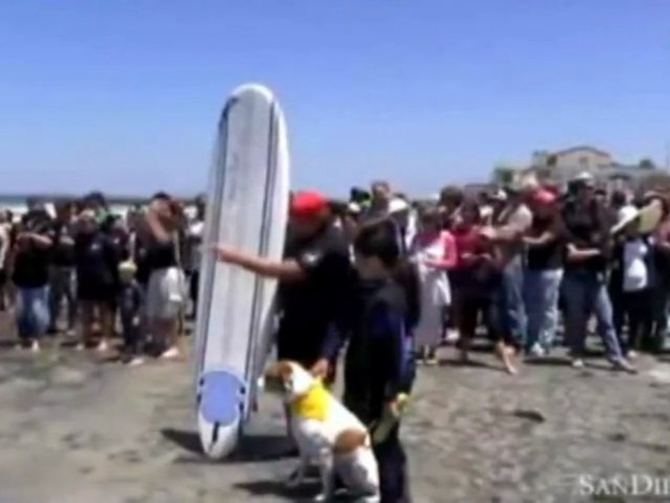 Perros haciendo surf en San Diego