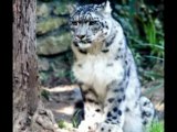 Nace una pareja de Leopardo de las Nieves