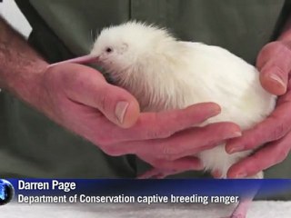 Second rare white kiwi hatches in New Zealand