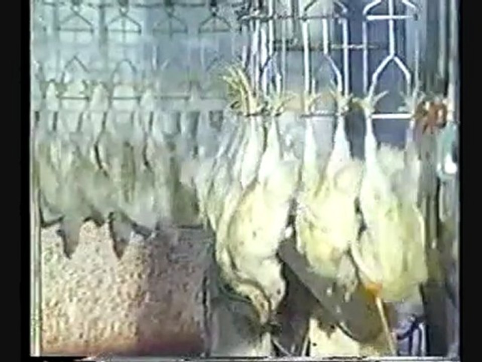 The Smiths - MEAT IS MURDER !!!