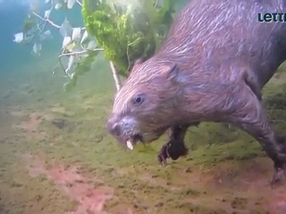 WILDLIFE - PORTFOLIO 21 - Fotografien des Jahres