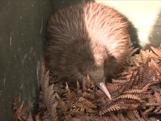 Weiße Weihnachten für Vogelfans: Kiwi-Küken in Neuseeland