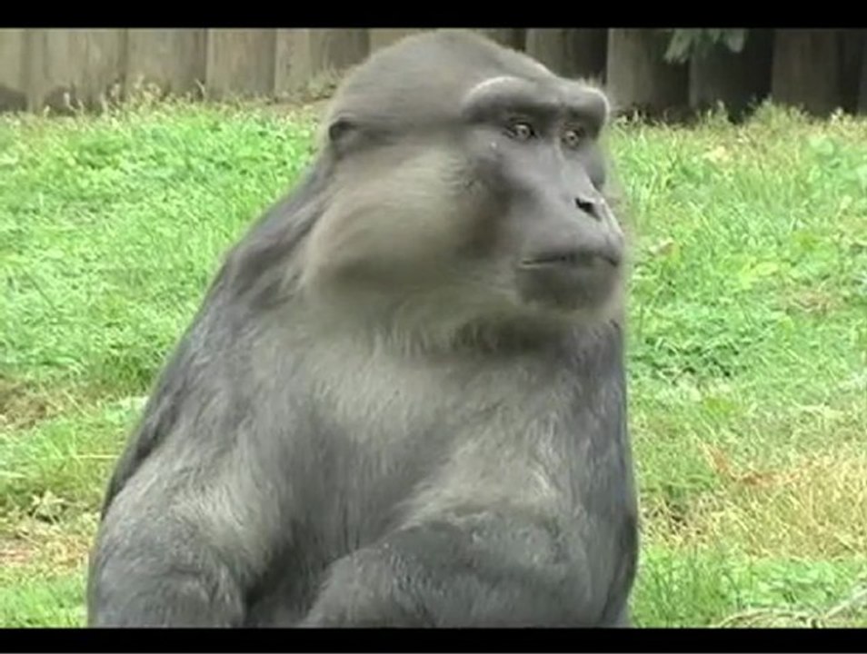 Atelier Synchro à l'image