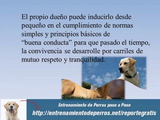 Como Adiestrar a un Perro Labrador