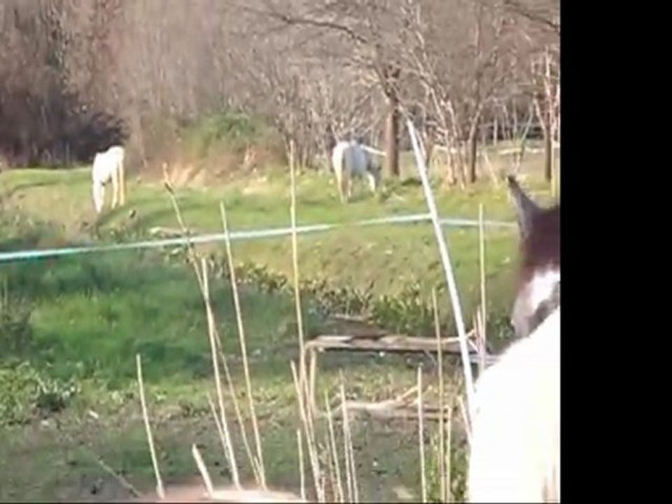 Baila et Baikal avec le troupeau de l'élevage Ange Blanc, le  21 décembre 2011