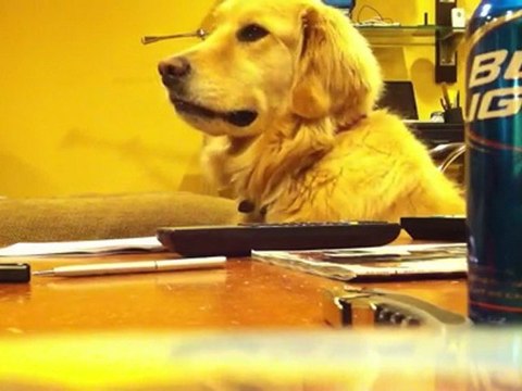 Le chien qui aime le son de la guitare