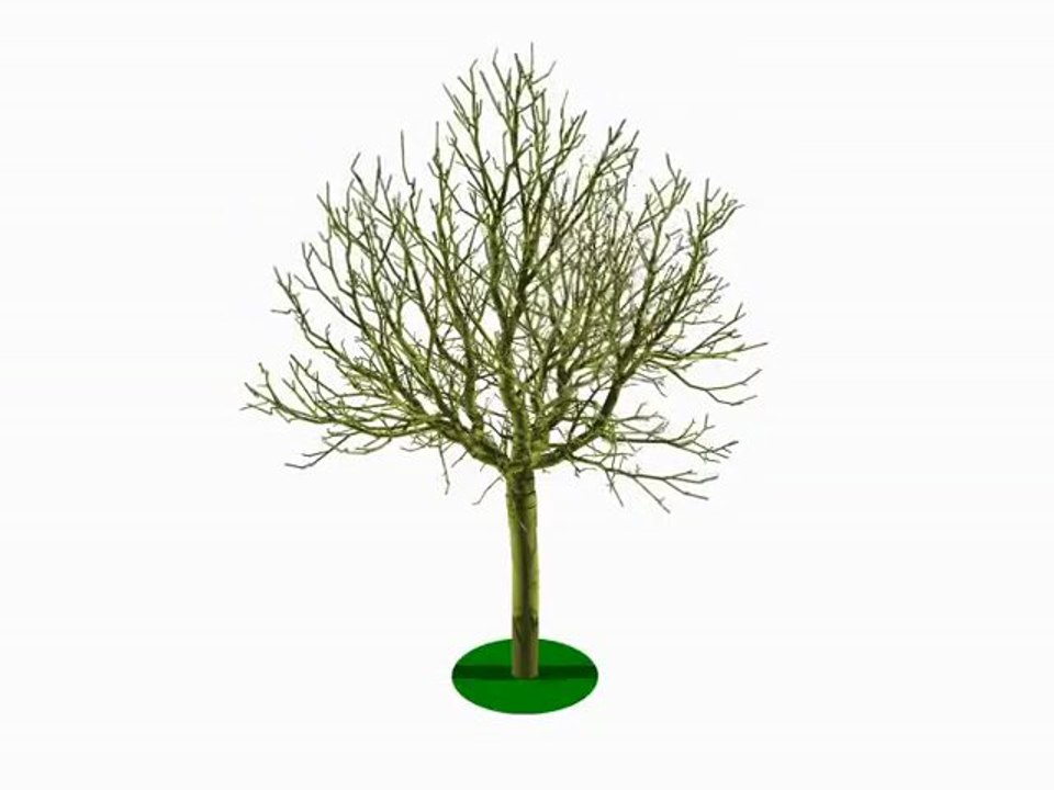 Dynamique et architecture de l’arbre