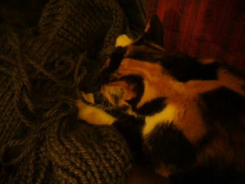 mon chat adore mon pull doudou en tricot
