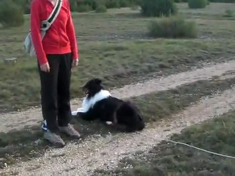 Recherche Utilitaire "Atelier" départ, tenue de piste, marge d'olfaction, quête et foulement.