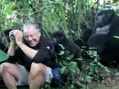 Touched By Wild Gorillas