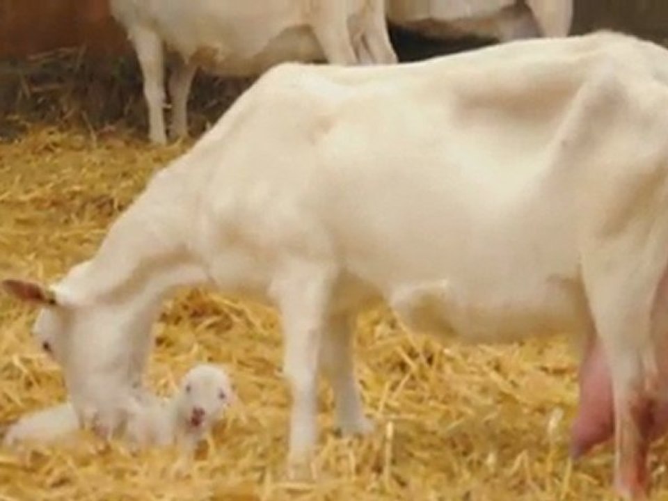 naissance des chevreaux