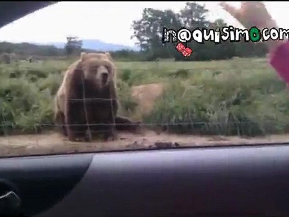 NAQUISIMO.COM - El oso que saluda