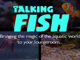 Talking Fish - Episode 4