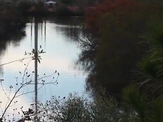 If we build more ponds, the birds will come