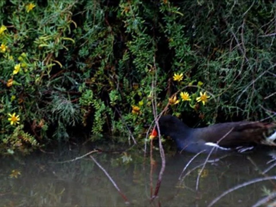 ma camargue