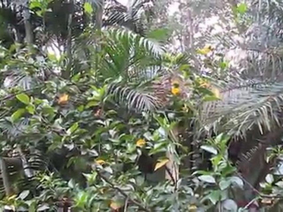MVI_2960