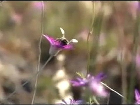 Arif -Emrah Kanısıcak-Karşıdan görünen hey dost ne güzel yayla