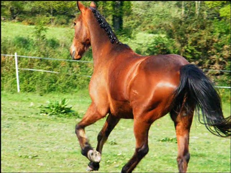 Precious et Karel 2011