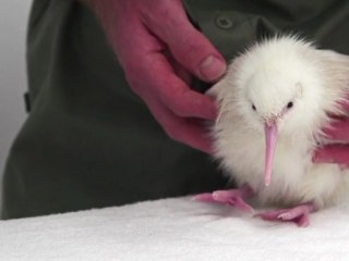 ولادة طائر من نوع كيوي نادر للغاية في نيوزيلندا