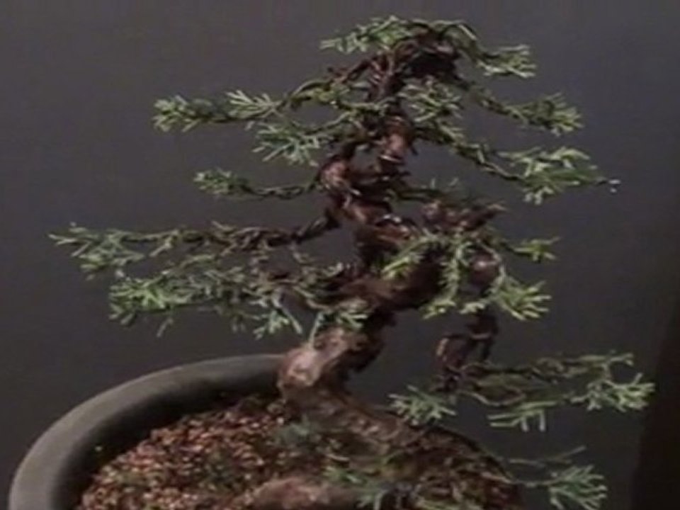 formation juniperus chinensis
