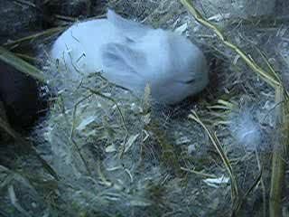 9ie jour  bébés canelle