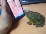 Pacman Frog catch - iphone karınca yakalama oyunu