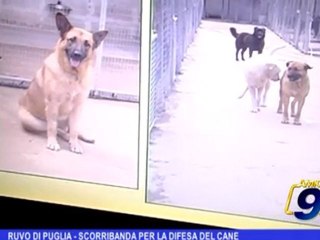 Ruvo di Puglia | Scorribanda per la difesa del cane
