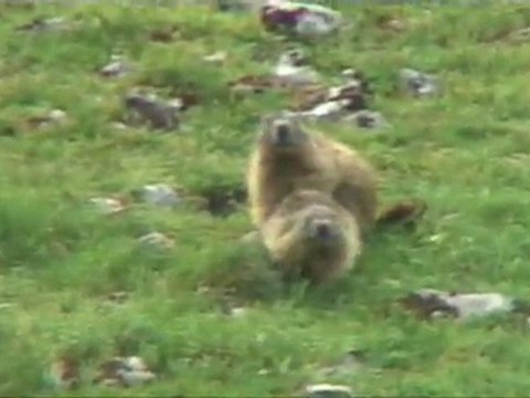 Marmottes
