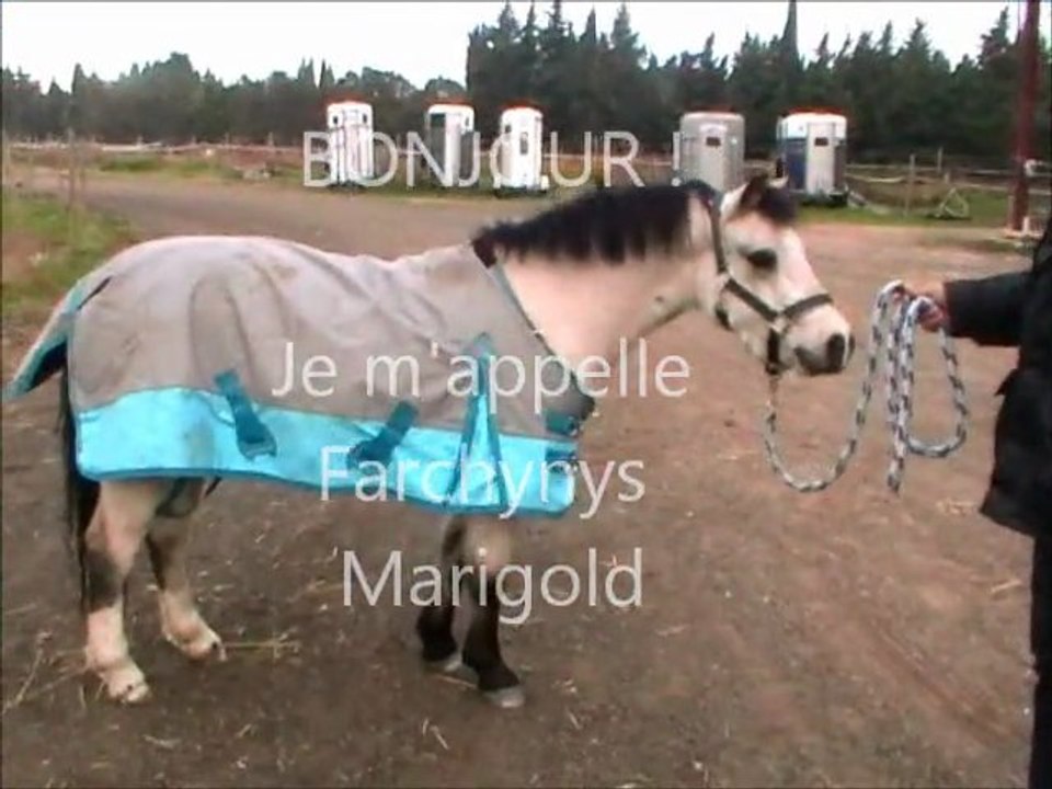 Marigold Noël 2011