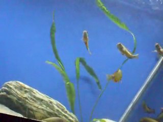 ilangi yellow barbaros