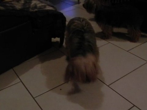 Noël 2011 nous trois et les pépettes 002