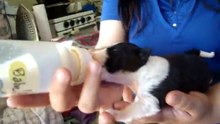 Lorena y el perro