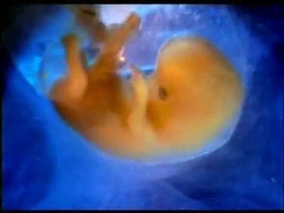 MIRACLE DU CORAN : DEVELOPPEMENT DU BEBE DANS L'UTERUS