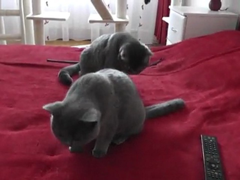 Jutifali :-)))