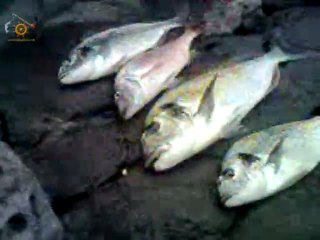 Deliçoban Talip Usta 10 Tane 1 Milyon