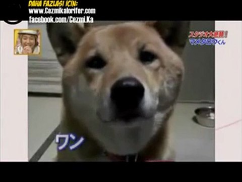 Seslili.com-Seslili|Kısık Köpek Sesi İzle|-Seslichat-Seslisohbet