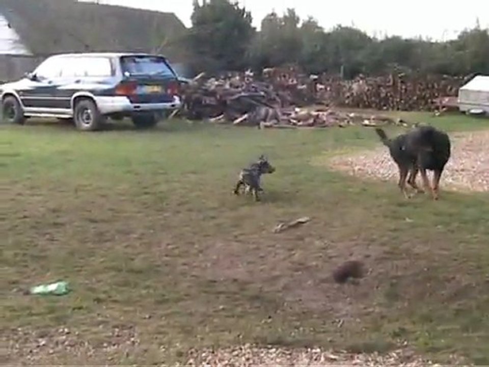 les boboss 25 decembre 2011 petit décrassage bis