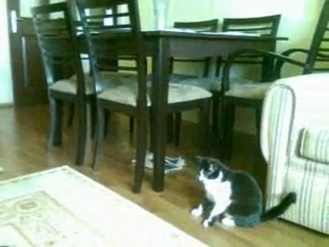 ANKARA RÜZGARI DÖNİS