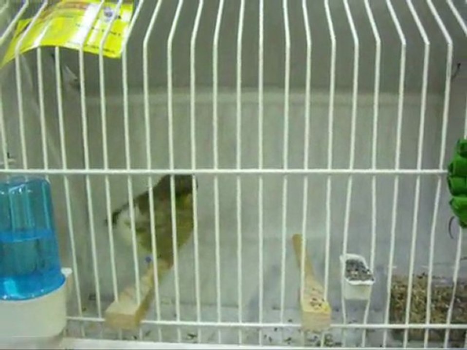 3-MELANIN AHRAC TEPELILER