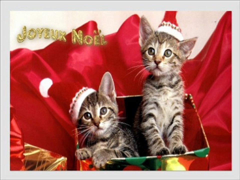 Chats de Noël