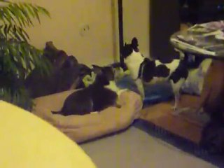 Kiki et Maya jouent au salon