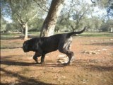 mastino napoletano THE TRUE GODZILLA 2012