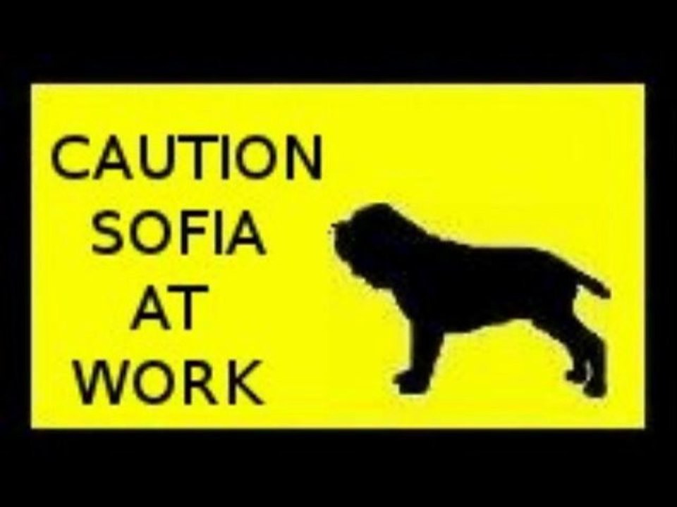 mastino napoletano SOFIA AT WORK