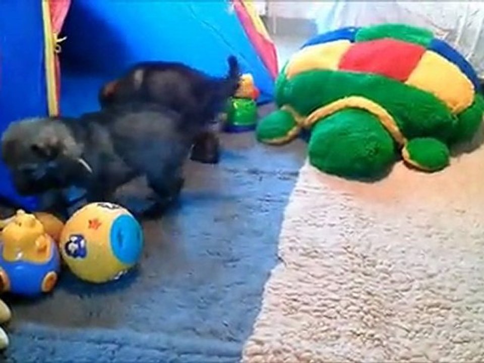 BB novembre Indiana 25-12