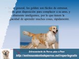 Curso de Entrenamiento Canino para Perros Golden Retrievers