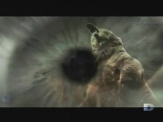 Agressions animales, Épisode [9] - 1 de 3