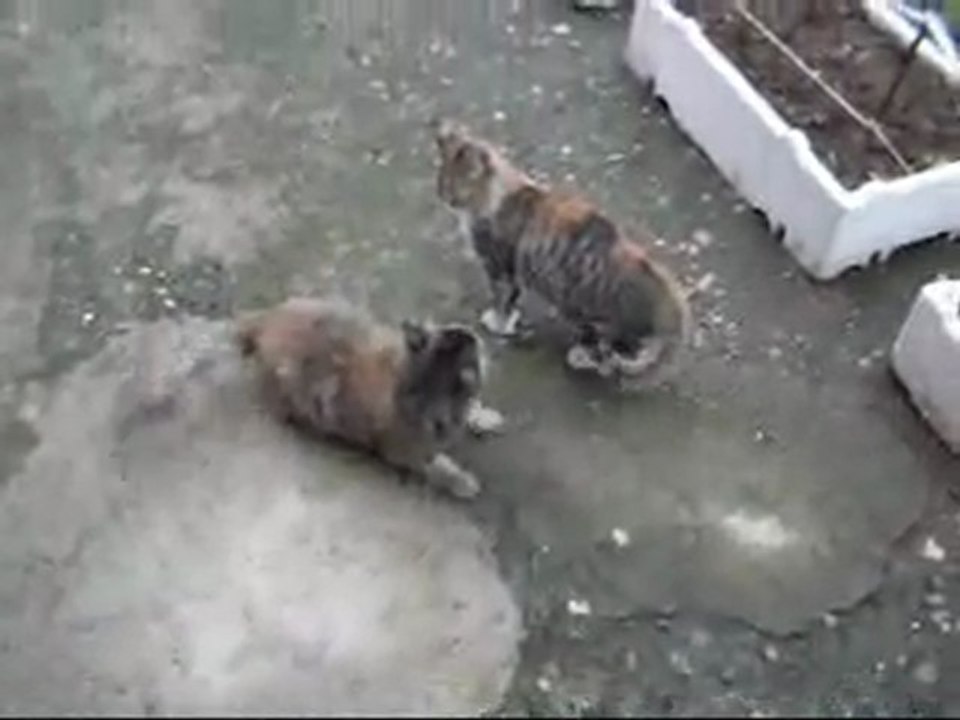 UĞUR-UN KEDİLERİ/ZONGULDAK