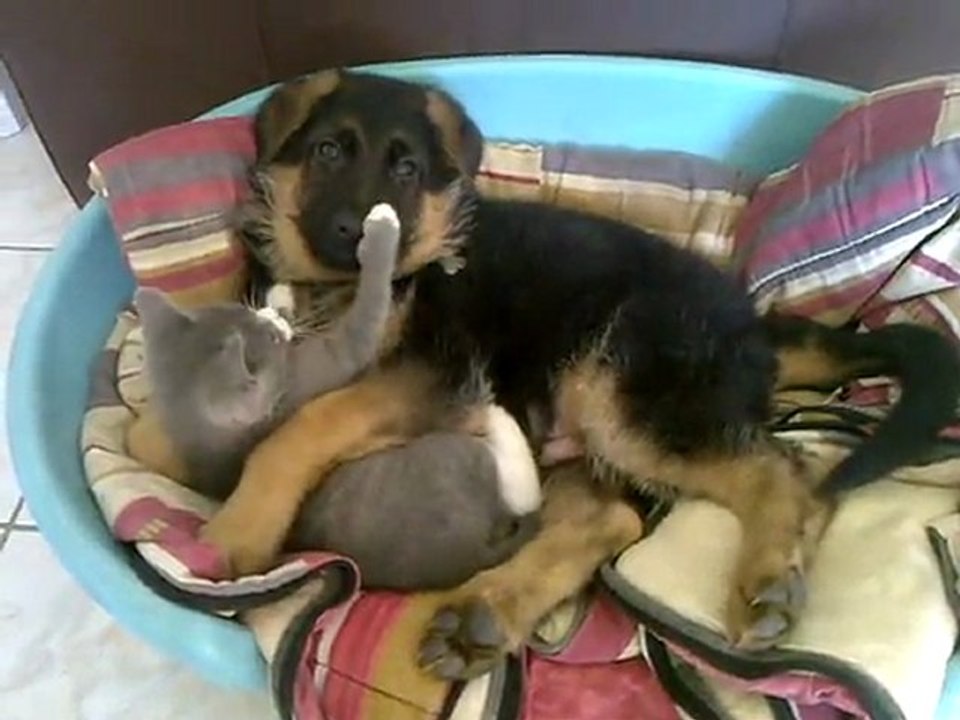 Comme chien et chat !